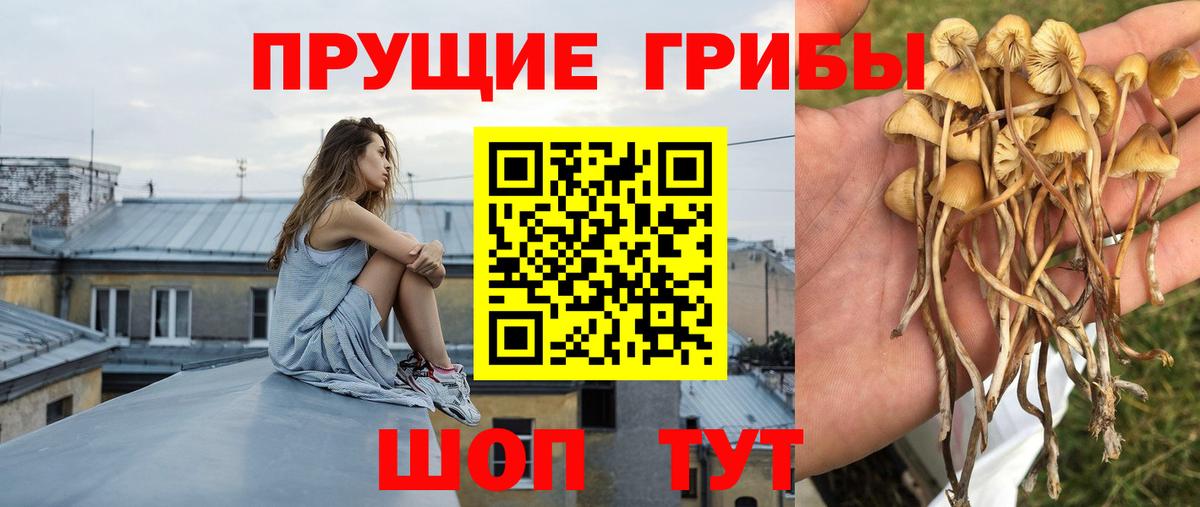 Псилоцибиновые грибы GOLDEN TEACHER Дубна